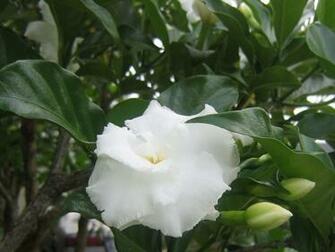 Jasmine Flower Wallpaper Beautiful