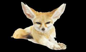 Fennec Fox Png Pic Transparent Image Icons