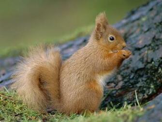 Funny Squirrels Wallpaper For Desktop Animal