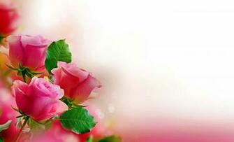 Pink Roses Pretty Wallpaper Image HD Morewallpaper