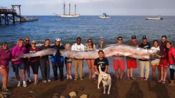 Can Oarfish Predict Earthquakes Maybe It S Not As Crazy Sounds
