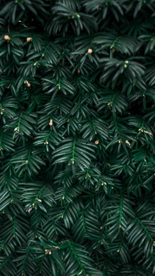 Plant iPhone Wallpaper
