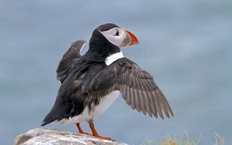 Animal Puffin Atlantic Wallpaper