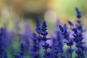 Flowers Blue Lavender Plants Meadow Summer Background Blur