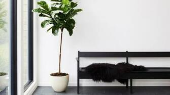 Best Indoor Plants Take Care Of Them Architectural Digest