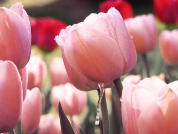 Tulip Garden Wallpaper By Rhyeen