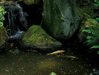 Pond Wallpaper