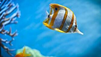 Water Fish Wallpaper