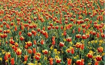 Related Wallpaper Flowers Tulip Tulips