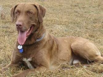 Chesapeake Bay Retriever Wallpaper Pictures