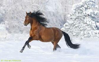 Horse Wallpaper