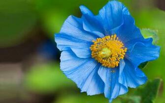 Wallpaper Desktop Blue Flower For Widewallpaper