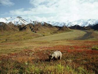 Grizzly Bear Wallpaper