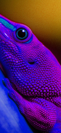 iPhone Pro Max Wallpaper