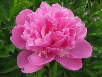 Wallpaper Pink Peony Desktop And Photos