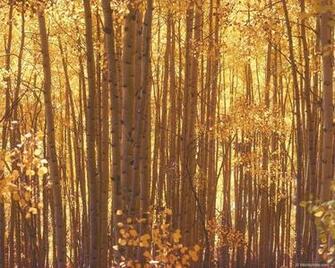 Aspen Forest Autumn Photography Desktop Wallpaper S