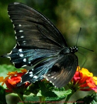 Beautiful Wallpaper Butterflies