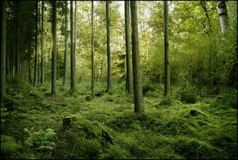 Forest Woods Background Wallpaper HD S