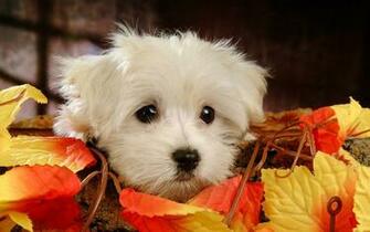 Fluffy Maltese Puppy Dogs White Puppies Wallpaper