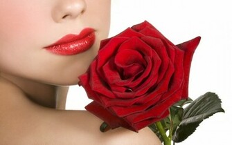 Beautiful Rose Wallpaper HD
