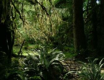 Pacific Northwest Wallpaper 195193