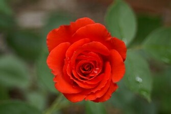 Single Red Rose Wallpaper HD