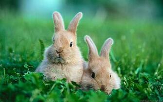HD Wallpaper S Beautiful Baby Rabbits