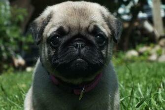 Black Pug Wallpaper High Definition