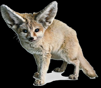 Fennec Fox Png Photos Transparent Image