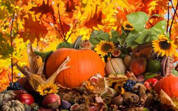 Fall Pumpkin Wallpaper On