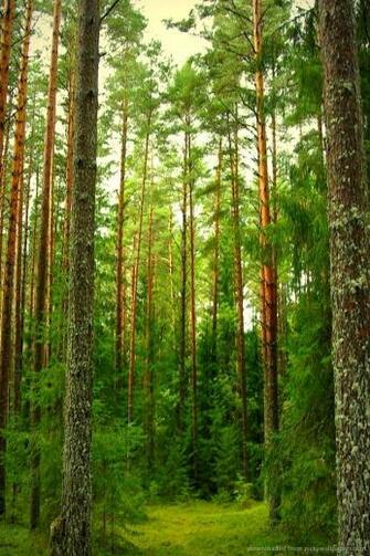 Pine Forest iPhone Wallpaper Trending Space