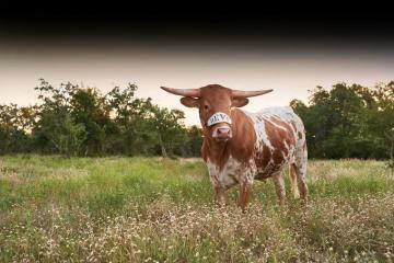 Baby Bevo Xv Png Image With No Background Pngkey