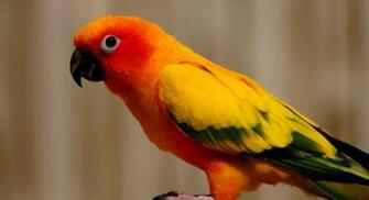 3d And HD Birds Flying Angry Picture Wallpaper