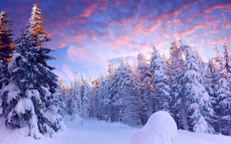 Snow Forest Wallpaper
