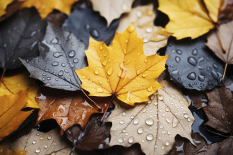 Desktop Wallpaper Leaf Autumn Nature Drops
