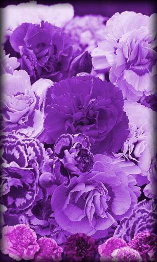 Lavender Field Live Wallpaper For Your Android Phone