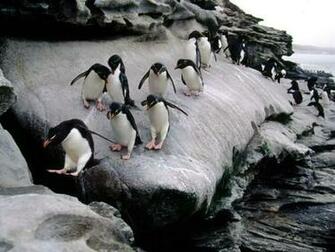 Penguin Screensaver Screensavers