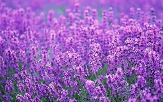 Lavender Flowers Desktop Background Wallpaper High