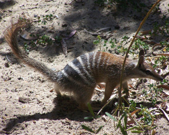 Numbat Wallpaper