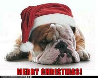 Merry Christmas Bulldog Image Pictures Becuo
