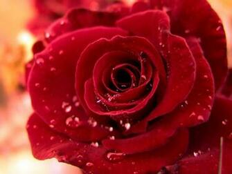 Wallpaper Planet Red Roses