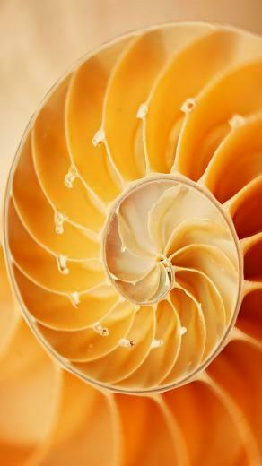 Nature Swirl Fibonacci Sequence iPhone Wallpaper