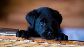Cute Black Lab Puppies Wallpaper On