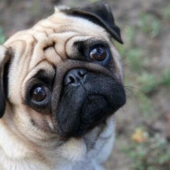 Cute Pug iPad Wallpaper