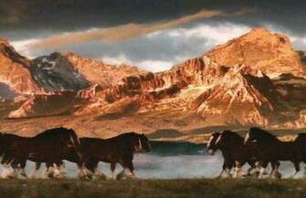 Super Bowl Commercials The Clydesdales Stand Alone Jacksonville