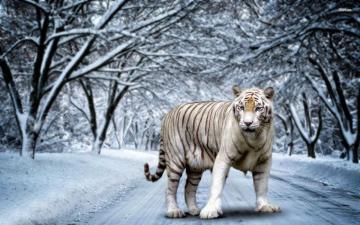 White Tiger Wallpaper HD For