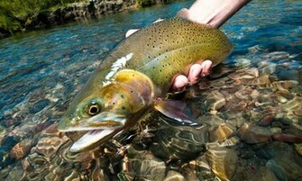 Fly Fish Straight Sections Of Trout Water Fishing Gink