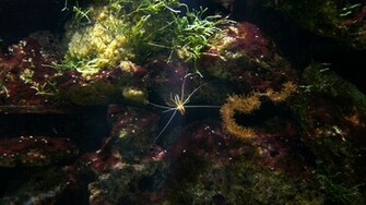 Aquatic Background By Alp Stock