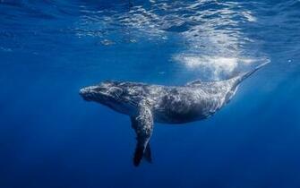 Blue Whale Wallpaper