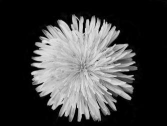 Dandelion Black And White Wallpaper By